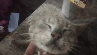 Cute 5 year old cat ????