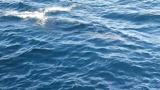 Penampakan lumba-lumba di tengah laut