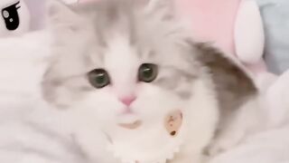 cutest cat nyanpatsu #cat #cats