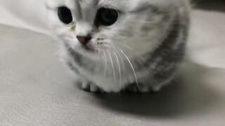 Cute cat #cat #cats