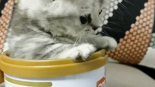 Cute baby cat #cat #cats