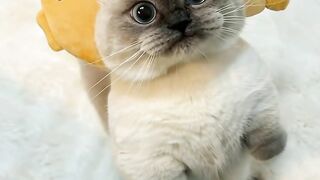Cutes cat ever #cat #kitten #cats