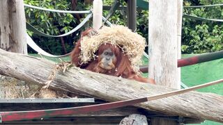 Funny Gift Ideas - orangutan playing with straw hat in zoo | Trending HD Video