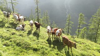 Wallpaper hanging - peaceful cows grazing in alpine landscape | Trending HD Video