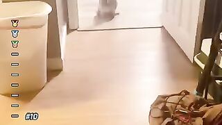 A cat with social anxiety #cat #funny #funnycats #catvideos #youtubeshorts