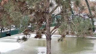 daikin park - scenic winter park with frozen pond and trees | Trending HD Video
