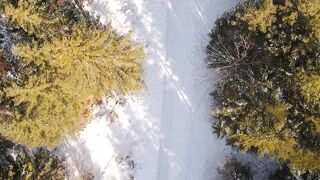 Winter - serene winter forest aerial drone view | Trending HD Video