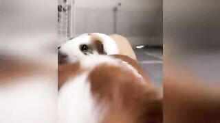 Funny Videos Part 74