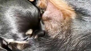 Lucu Nya Anak Anjing