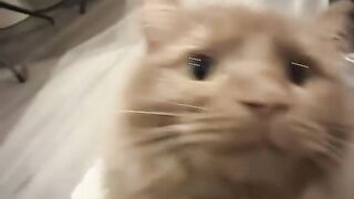 Malang Nya Kucing Ini