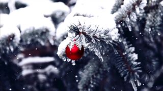 Silly Smile Live Wallpaper 4K - id | Trending HD Video 24