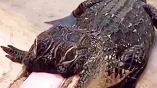 OMG Alligators! #shortsfeed #alligator #caiman #wildlife
