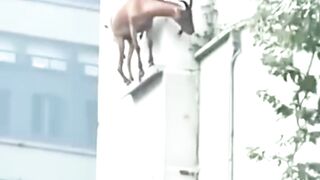 Funniest Falls