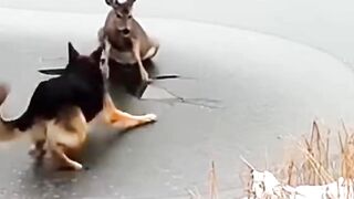 These heros are awesome #usa #animals #hero #cute