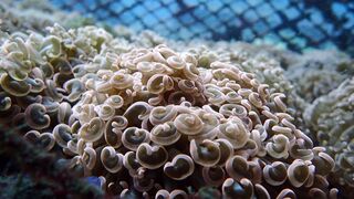Euphyllia Ancora