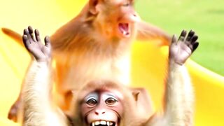 Monkeys weekend fun #cute #funny #trending #exploremonkey #viralcomedy