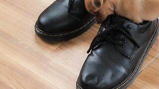 Funnyfuzzy - id | Trending HD Video 113