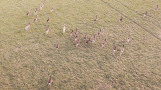 Wallpaper removal - aerial view of deer herd in open field | Trending HD Video