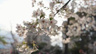 Travelpro - cherry blossoms in ueno park during springtime | Trending HD Video