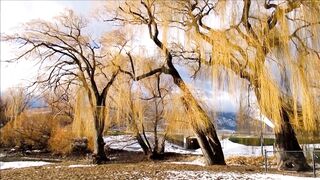 Winterhalter - id | Trending HD Video 68