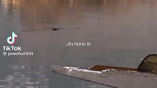 Jin hone le