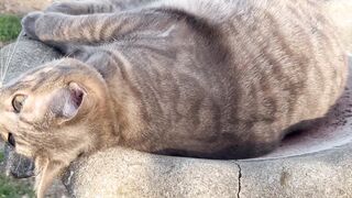 Funnyfuzzy - playful cat relaxing in bird bath outdoors | Trending HD Video