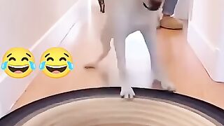 0025_KOT  °.•☆•.°