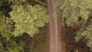 Wallpaper removal - scenic forest path aerial view in lush greenery | Trending HD Video 2