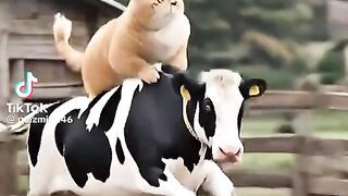Cat Tries to Hunt a Cow – Funny and Unexpected Moment! ????????????