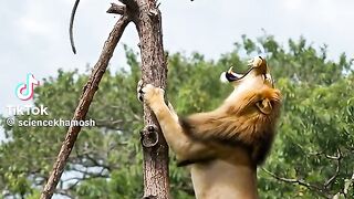 Monkey vs Lion – Hilarious Unexpected Fight! ????????????