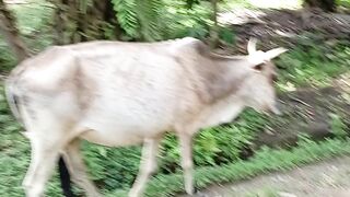 Sapi liar sumatra #sapiliar