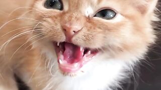 Meeeoooowwwww and purrs ???? cat