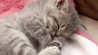 hour to sleep ????????••••#cat #cats #gato #love