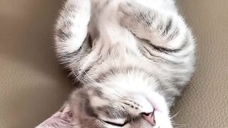 Baby cat slepp
