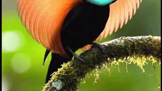 The Majestic Greater Bird-of-Paradise in Display