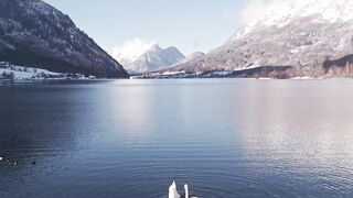 Silly Smile Live Wallpaper 4K - stunning alpine lake with graceful swans | Trending HD Video
