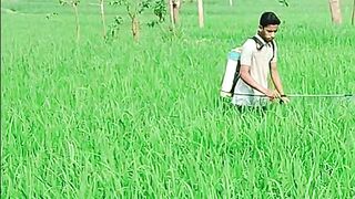 ধান ক্ষেতে ওষুধ দেওয়ার সিস্টেম