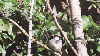 WallPics - 4K Wallpapers - sparrow resting amidst green foliage | Trending HD Video