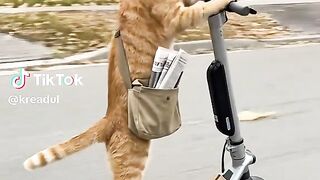 Cat Lover News Paper