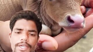 অসংখ্য সুন্দর ছোট্ট গরুর বাচ্চা দেখুন ভিডিওটি