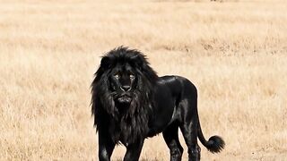 Black Lion