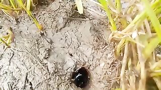 Looking for a fish or eel... Thanks for watching...!! 2