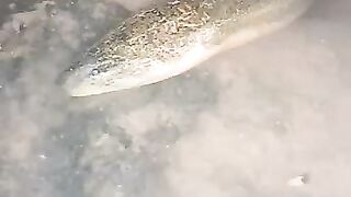 Looking for a fish or eel... Thanks for watching..!! 21