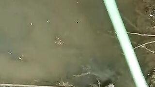 Looking for a fish or eel.. Thanks for watching...!!