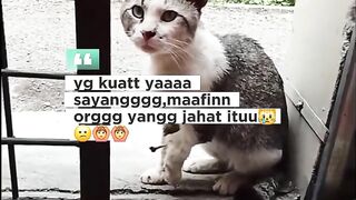 Kucing malang #cat