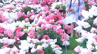 most beautiful flowers to see ????