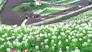 beautiful colorful flower fields