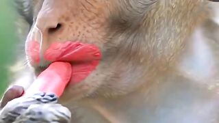 Mad Funny Monkey & Hanuman