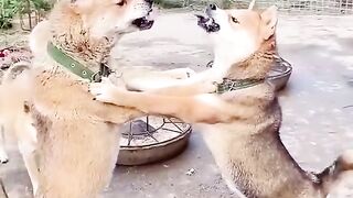 Funny video