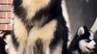 Animal 77